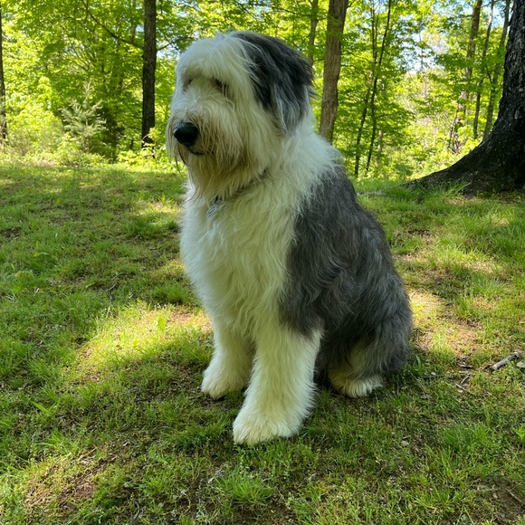 Meet your Posher, Jeanie - Picture 3 of 16